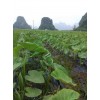 来宾荔浦芋头种子专业供应商-桂林正宗荔浦芋种子批发