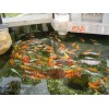南京市单位园区锦鲤鱼池水过滤循环系统安装！
